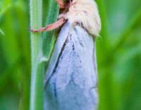 Attēlu rezultāti vaicājumam “Hepialus humuli female”