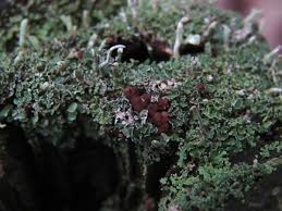 Attēlu rezultāti vaicājumam “Cladonia caespiticia”