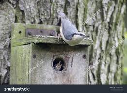 Attēlu rezultāti vaicājumam “Sitta europaea nest”
