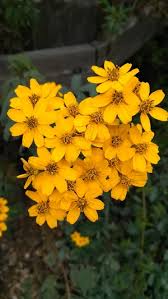 Attēlu rezultāti vaicājumam “Tagetes flower”