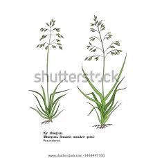 Attēlu rezultāti vaicājumam “Poa pratensis”