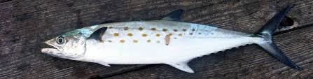 Image result for Scomberomorus maculatus