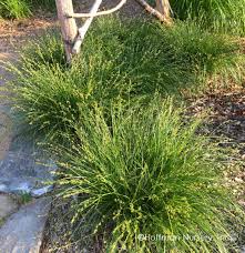 Attēlu rezultāti vaicājumam “Carex dioica”