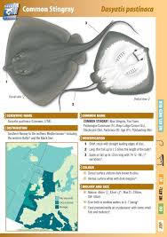 Image result for Dasyatis pastinaca