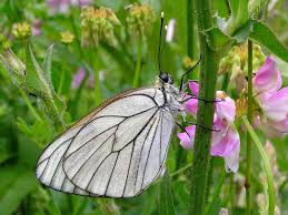 Attēlu rezultāti vaicājumam “Aporia crataegi female”