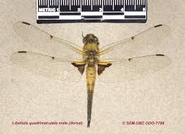 Attēlu rezultāti vaicājumam “Libellula quadrimaculata exuvia”
