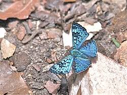 Attēlu rezultāti vaicājumam “Riodinidae”