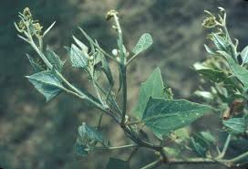 Attēlu rezultāti vaicājumam “Atriplex patula leaf”