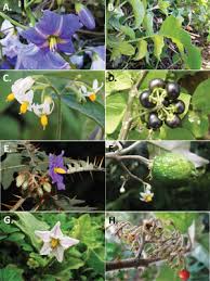 Attēlu rezultāti vaicājumam “Solanaceae”