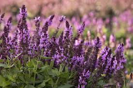 Image result for Salvia nemorosa