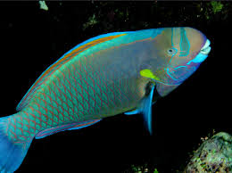 Image result for Chlorurus perspicillatus