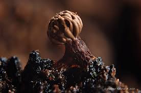 Attēlu rezultāti vaicājumam “Tubifera applanata spores”