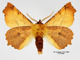 Attēlu rezultāti vaicājumam “Ennomos alniaria”