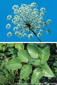 Attēlu rezultāti vaicājumam “Laserpitium latifolium leaf”