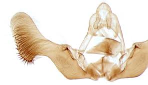 Attēlu rezultāti vaicājumam “Epiblema foenella”