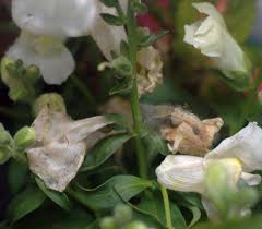 Attēlu rezultāti vaicājumam “Antirrhinum majus flower”