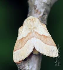 Attēlu rezultāti vaicājumam “Malacosoma neustria larva”