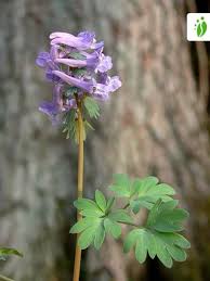 Attēlu rezultāti vaicājumam “Corydalis solida flower”