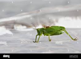 Attēlu rezultāti vaicājumam “Tettigonia cantans”