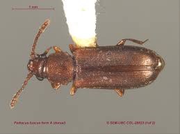 Attēlu rezultāti vaicājumam “Cucujidae”