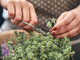 Image result for Thymian