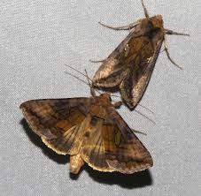 Attēlu rezultāti vaicājumam “Autographa excelsa”