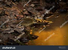 Image result for Locustella certhiola