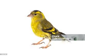 Attēlu rezultāti vaicājumam “Carduelis spinus”