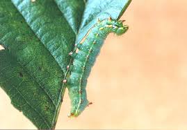 Attēlu rezultāti vaicājumam “Ptilodon capucina larva”