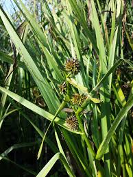 Attēlu rezultāti vaicājumam “Sparganium neglectum”