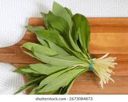 Attēlu rezultāti vaicājumam “Allium ursinum leaf”