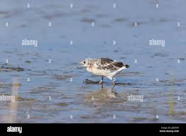 Attēlu rezultāti vaicājumam “Larus ridibundus juvenile”