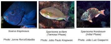 Image result for Scarus trispinosus