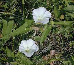 Attēlu rezultāti vaicājumam “Calystegia sepium fruit”