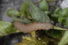 Attēlu rezultāti vaicājumam “Noctua fimbriata larva”