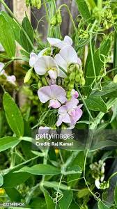 Attēlu rezultāti vaicājumam “Lathyrus latifolius bud”