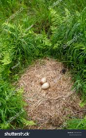 Attēlu rezultāti vaicājumam “Grus grus nest”