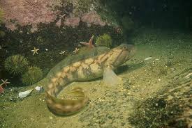 Image result for Zoarces americanus