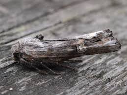 Attēlu rezultāti vaicājumam “Lithomoia solidaginis”