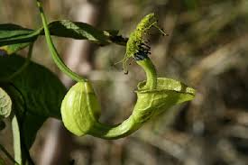 Attēlu rezultāti vaicājumam “Aristolochiaceae”