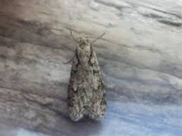 Attēlu rezultāti vaicājumam “Semioscopis avellanella”