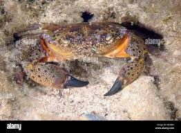 Image result for Eriphia verrucosa