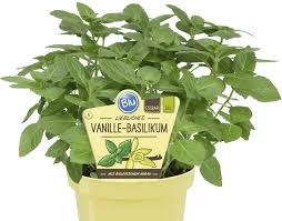 Image result for Basilikum