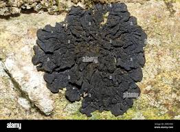 Attēlu rezultāti vaicājumam “Collema”