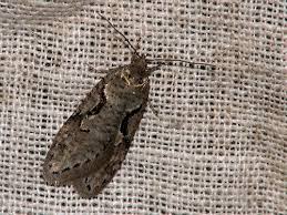 Attēlu rezultāti vaicājumam “Semioscopis steinkellneriana”