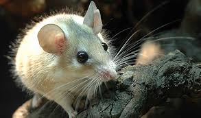 Attēlu rezultāti vaicājumam “Muridae”