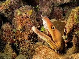 Image result for Gymnothorax vicinus