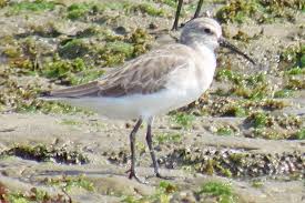 Attēlu rezultāti vaicājumam “Calidris ferruginea adult”