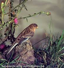 Image result for twite photo