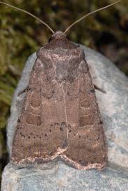 Attēlu rezultāti vaicājumam “Hoplodrina octogenaria”